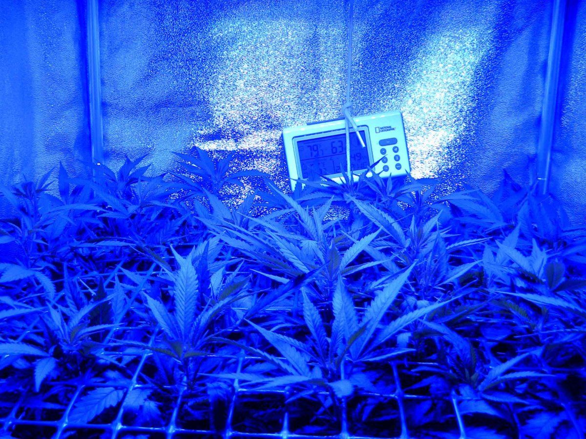 F65