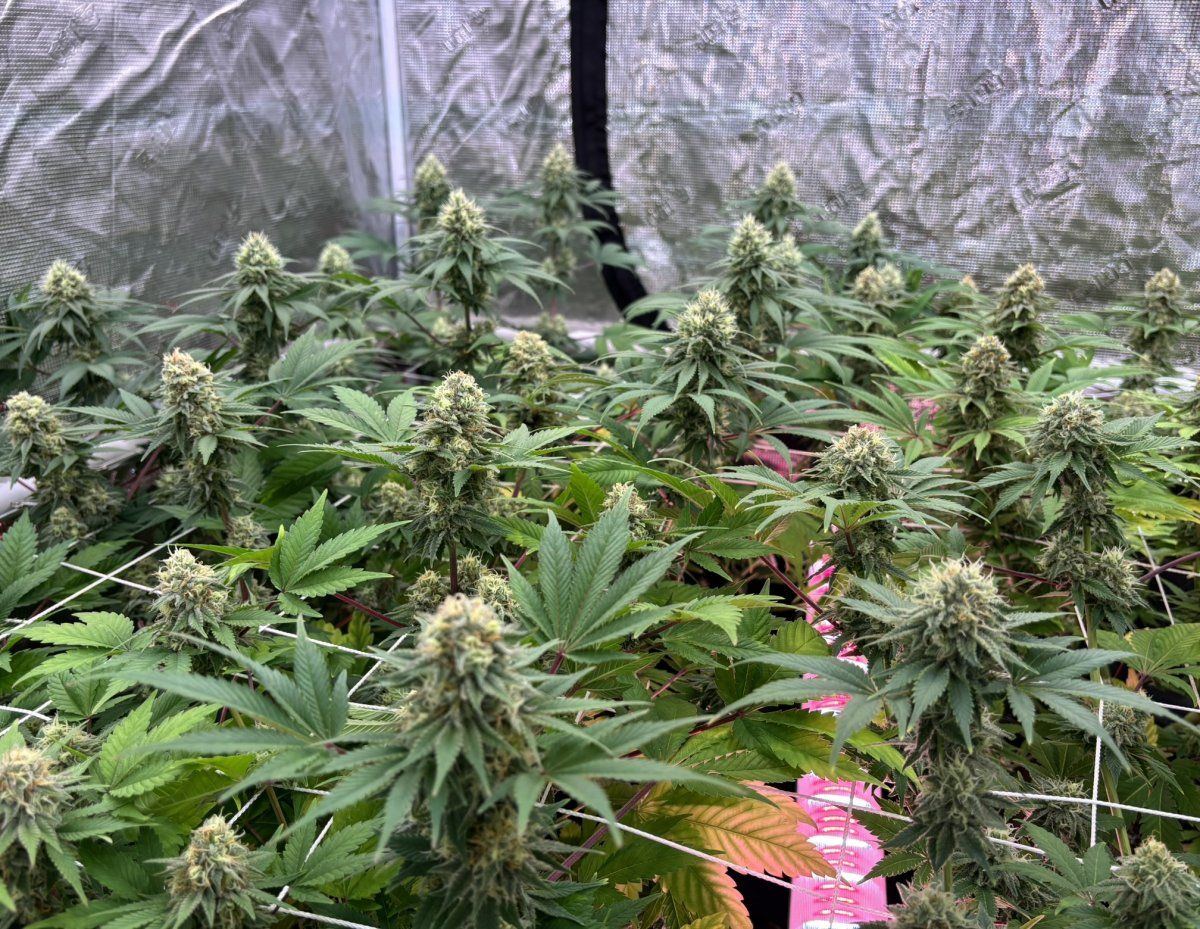 F6D5   2