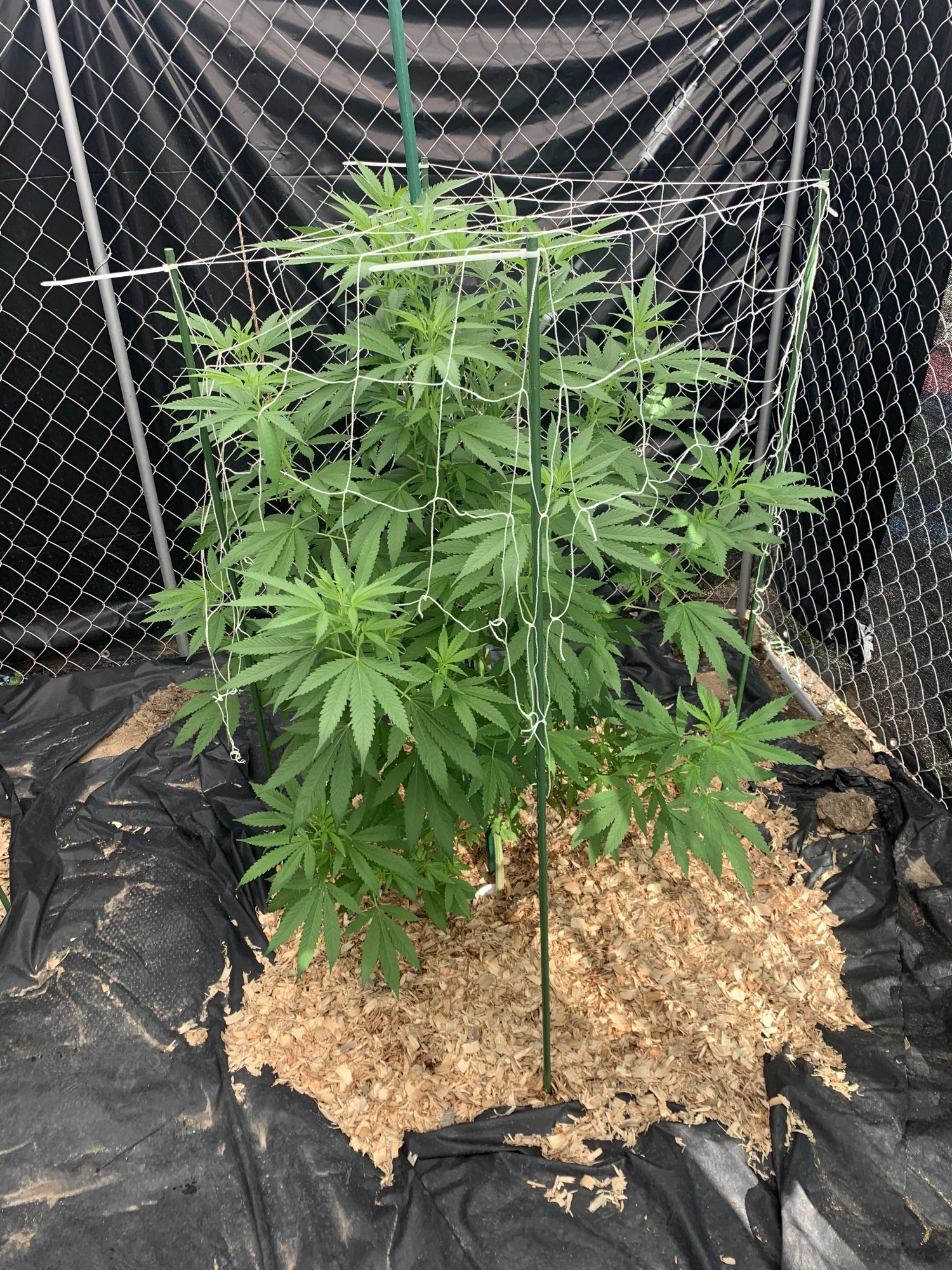 F7817768 E8EB 48DA 91CD CBD0BD0F8862