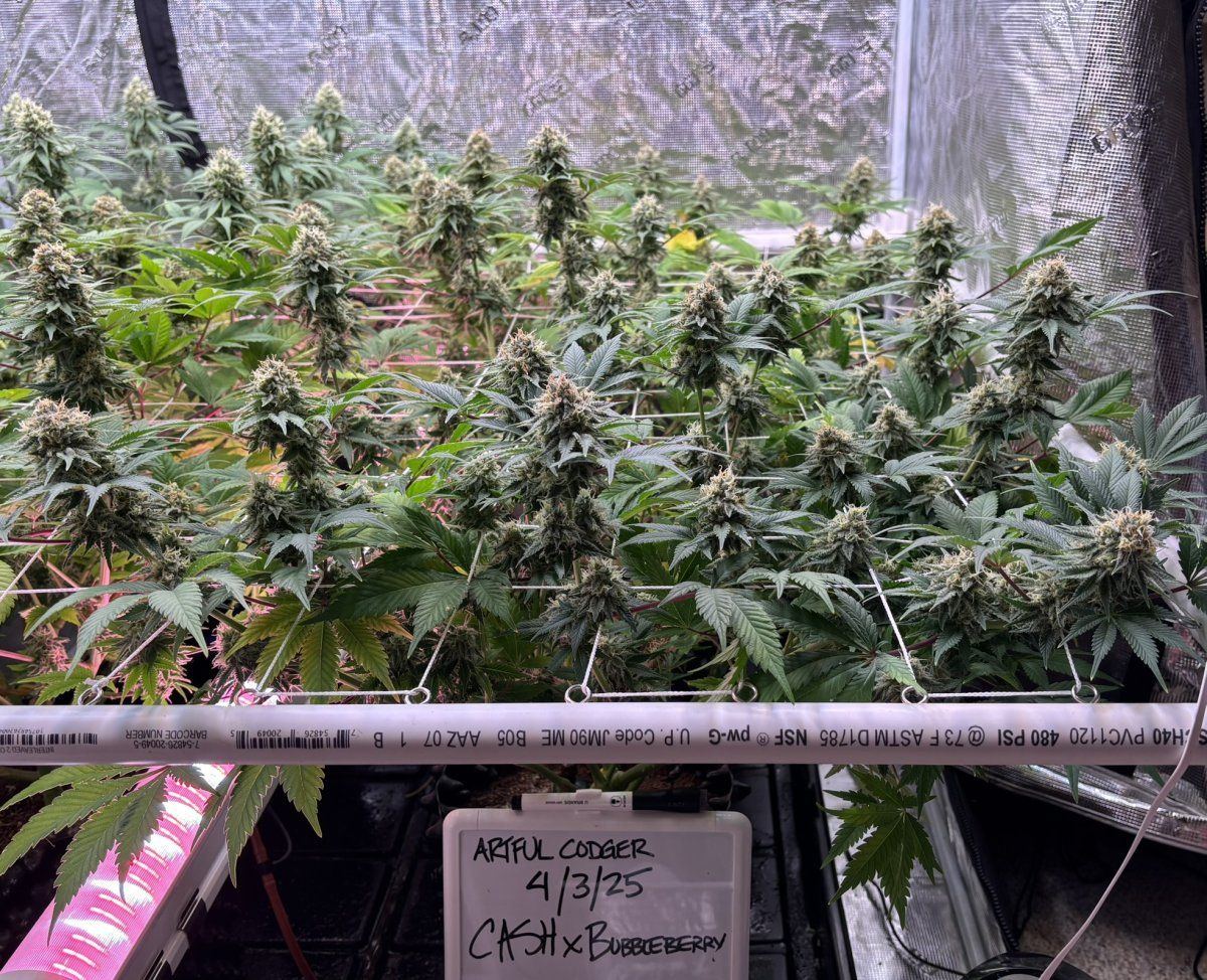 F7D1   1