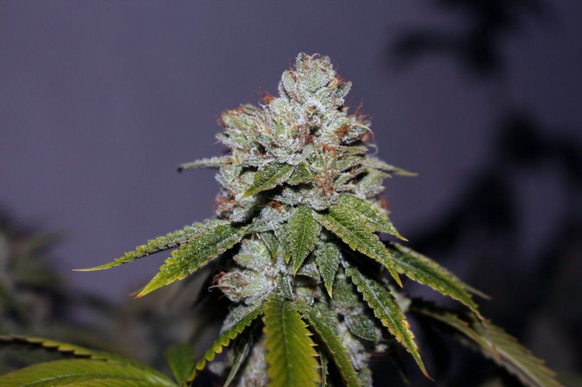 Faceoff OG