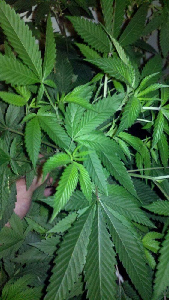 Faders white fire mom
