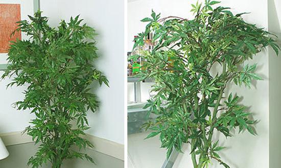 Fake Pot Plants: There Goes the Neighborhood - THCFarmer