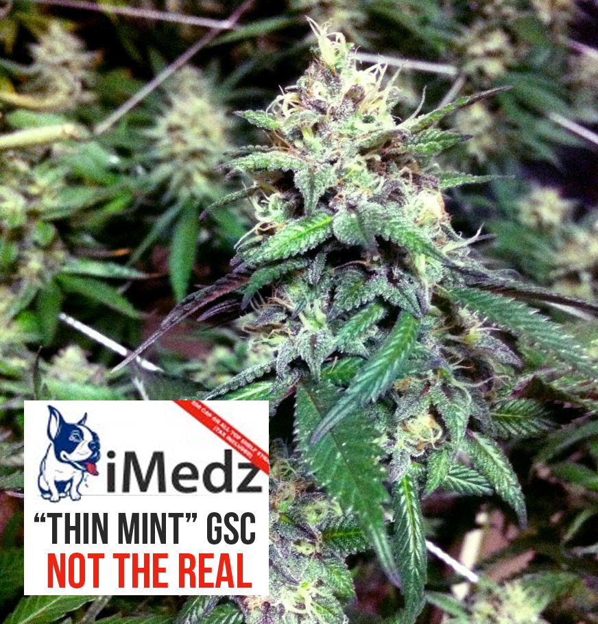 FakeimedzGSC