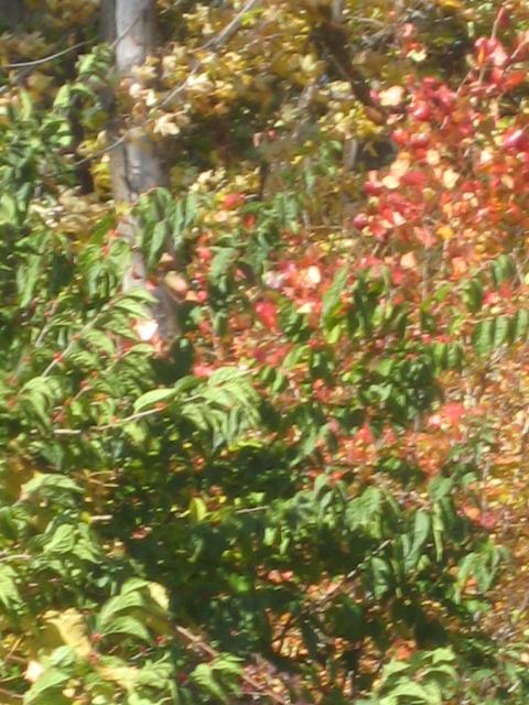 Fall colors 10