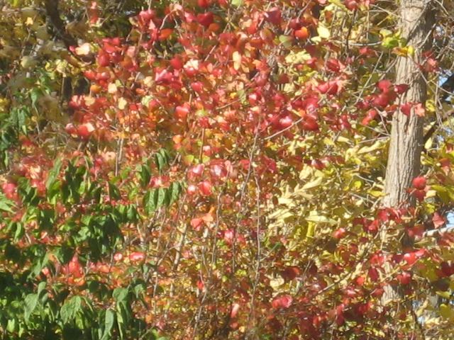 Fall colors 11