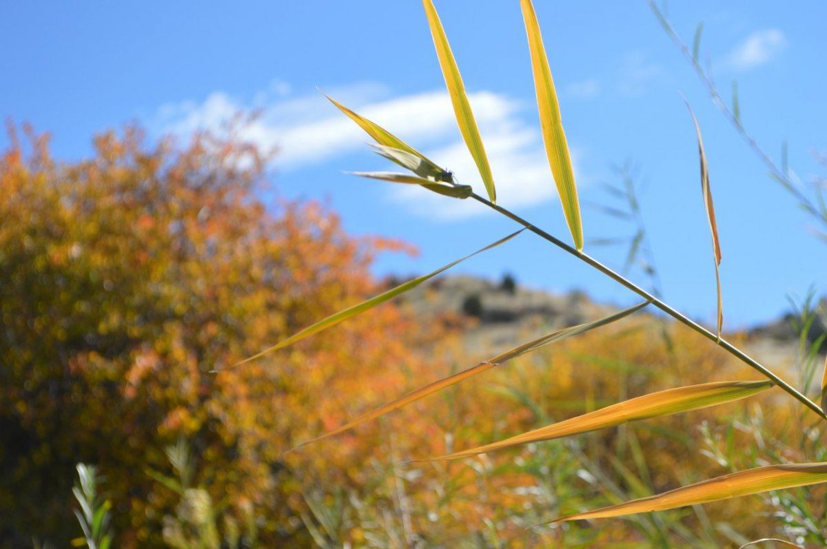 Fall colors 3