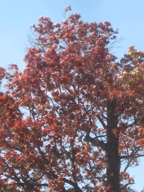 Fall colors 4