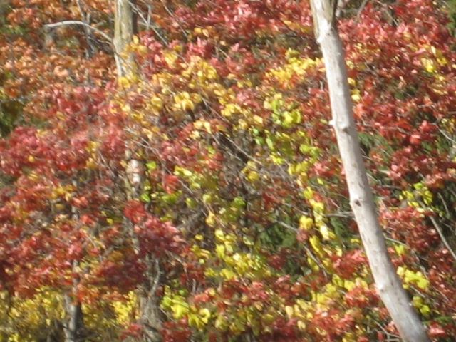 Fall colors 6