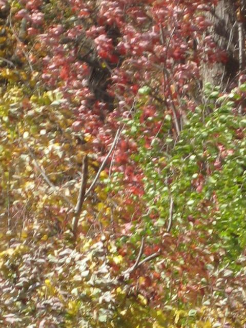 Fall colors 7