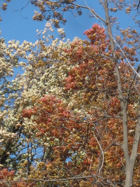 Fall colors 8