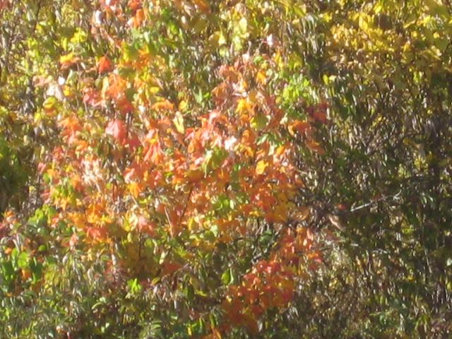 Fall colors 9