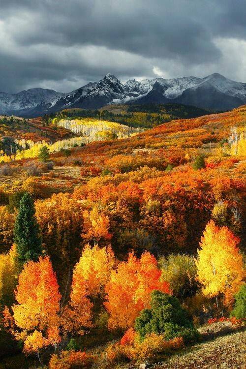 Fallnicw