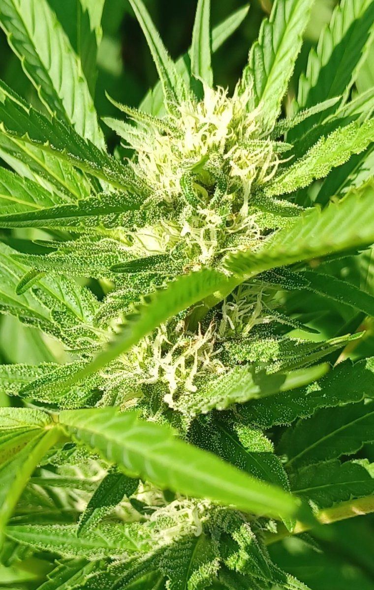 Familiar Fruit closeup