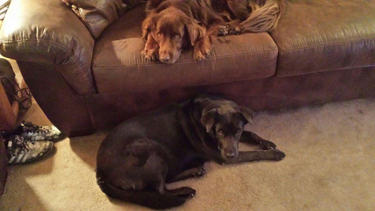 FamilyPups