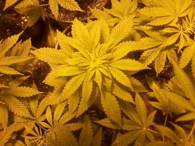 Familyvaultpurplexpurplehulk1weektri