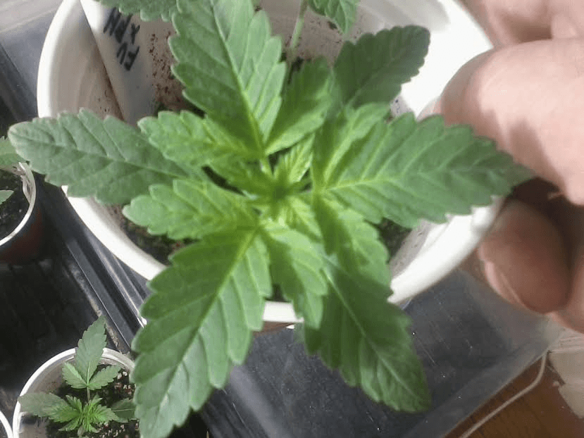 Familyvaultpurplexpurplhulktri2617