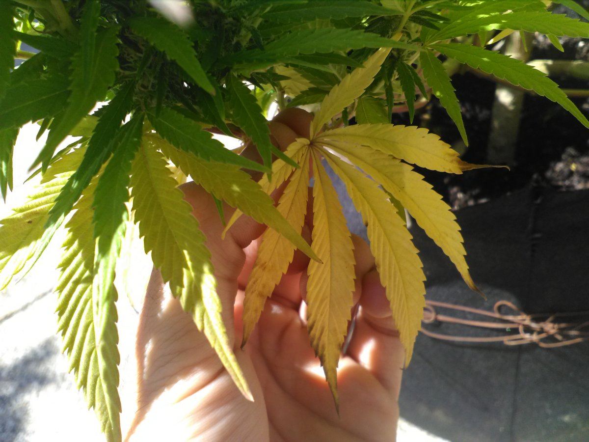 Fan leafs yellowing cant understand why 2