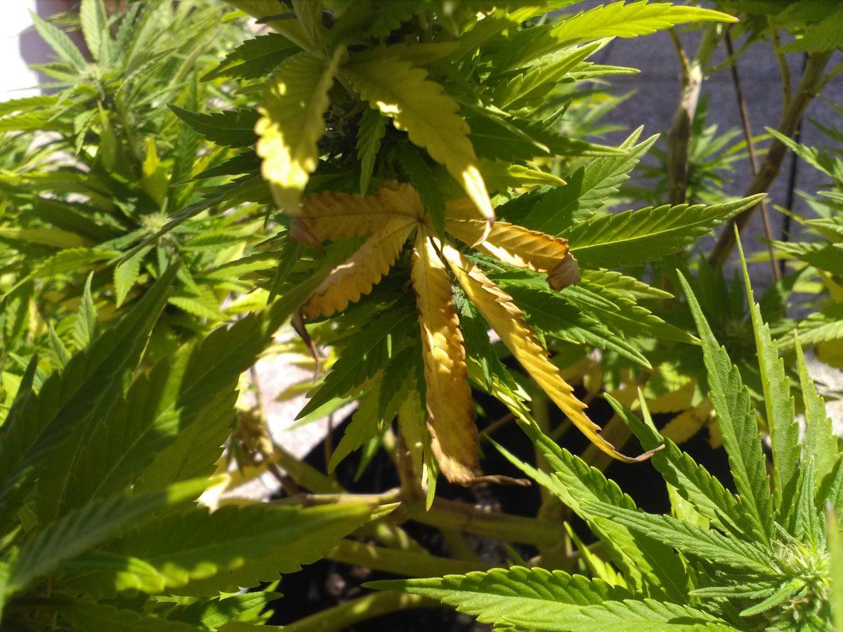 Fan leafs yellowing cant understand why 3