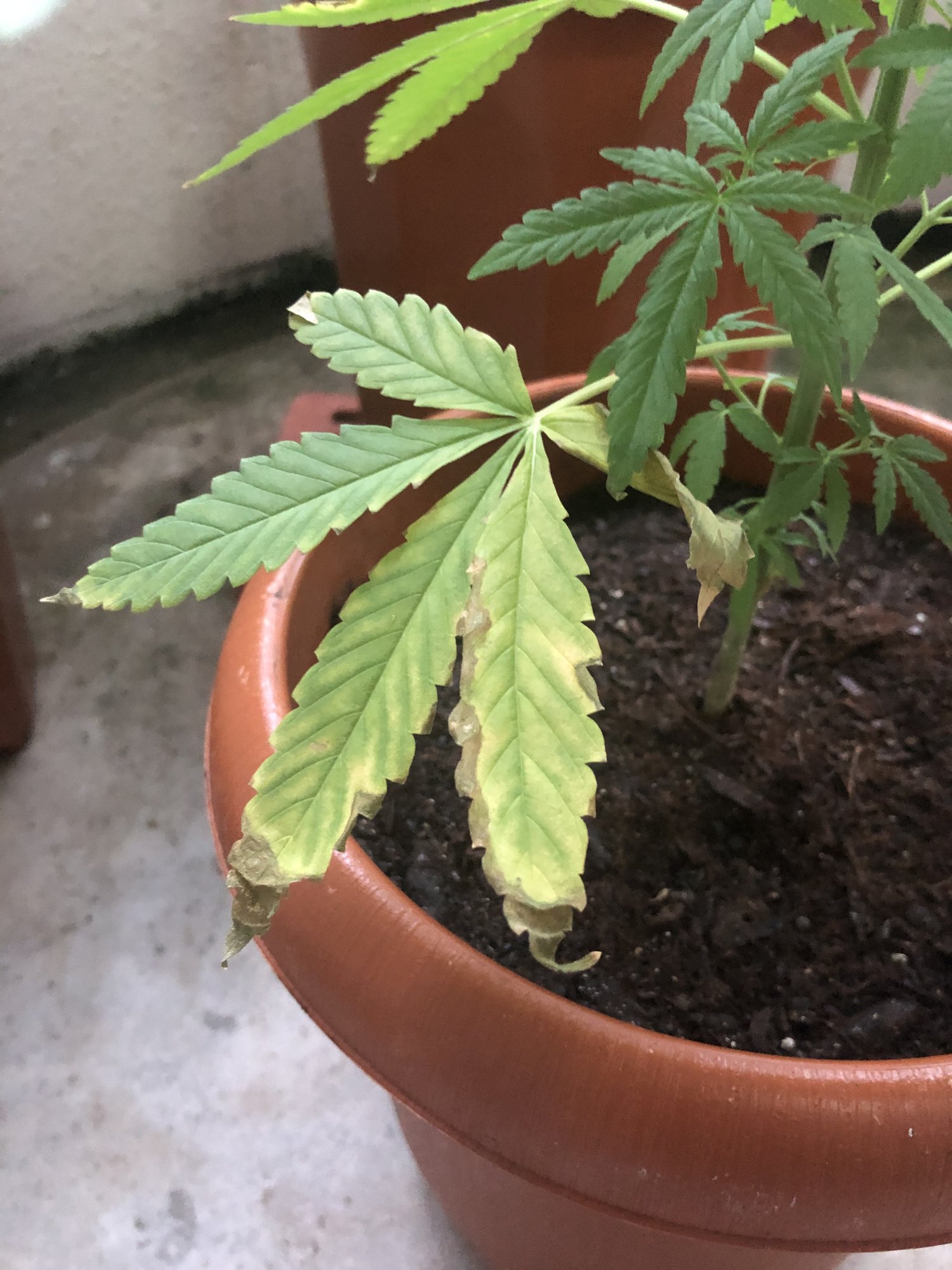 Fan leaves looking strange 3