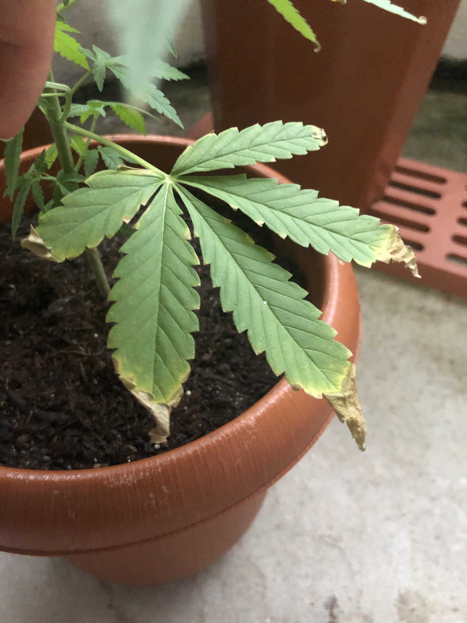 Fan leaves looking strange 4