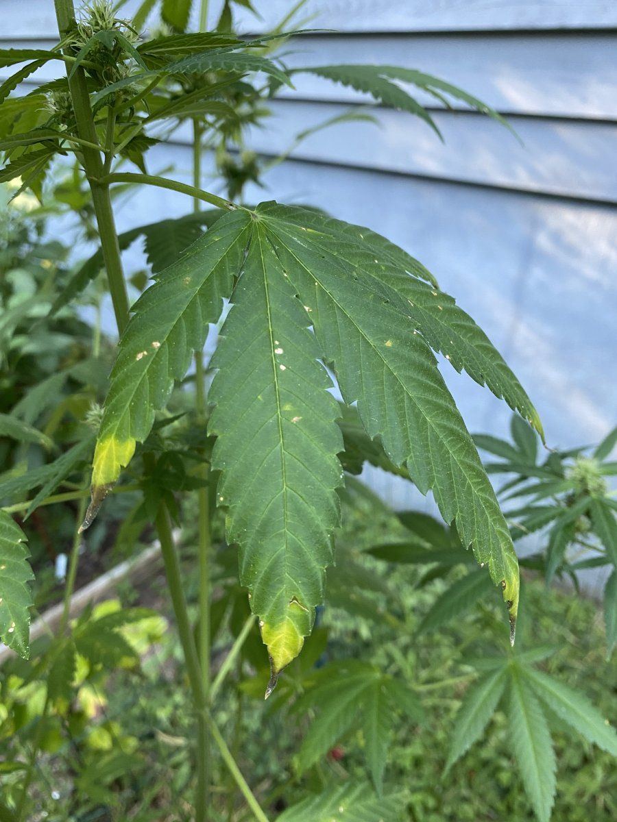 Fan leaves spotted and turning yellowbrown