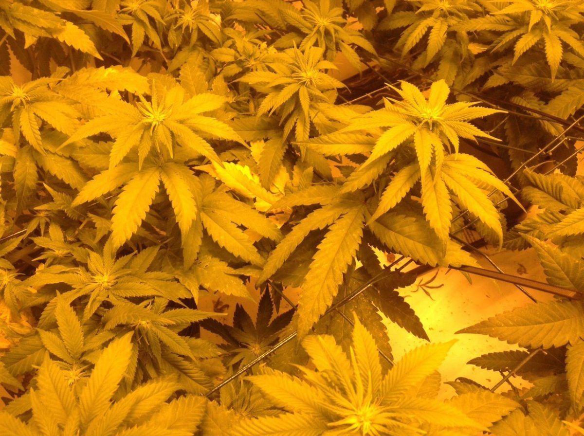 Fan leaves yellowing why 3