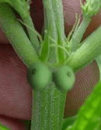 Farmerpitsagirllol