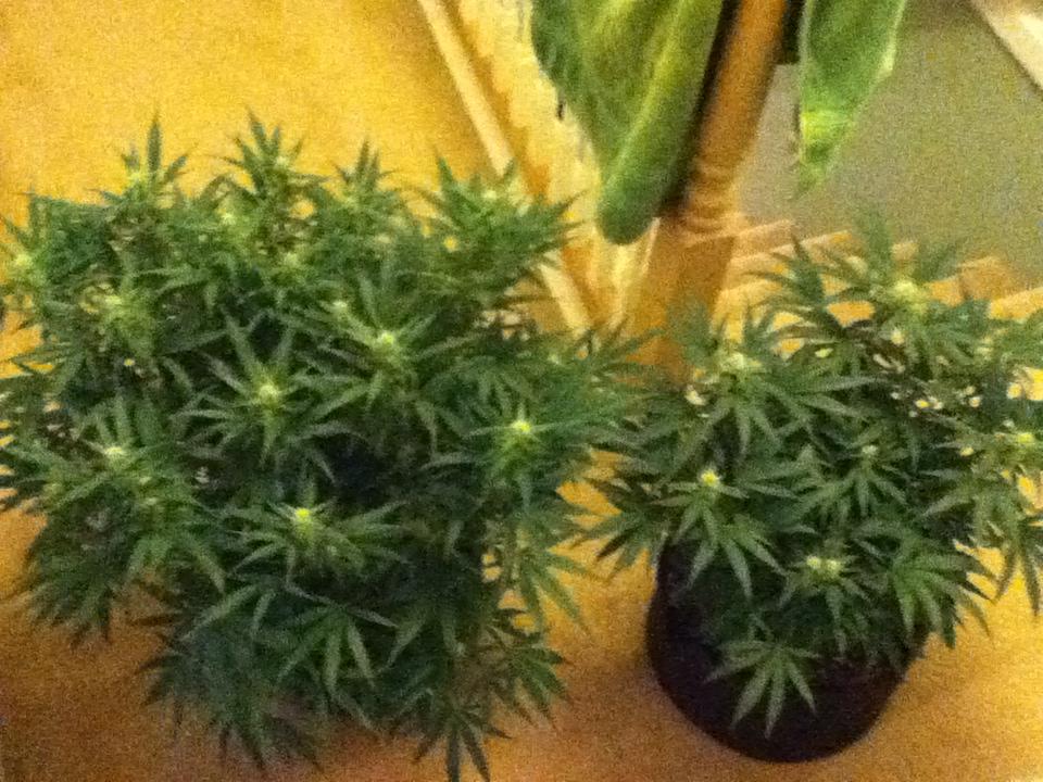 Farmerrrr
