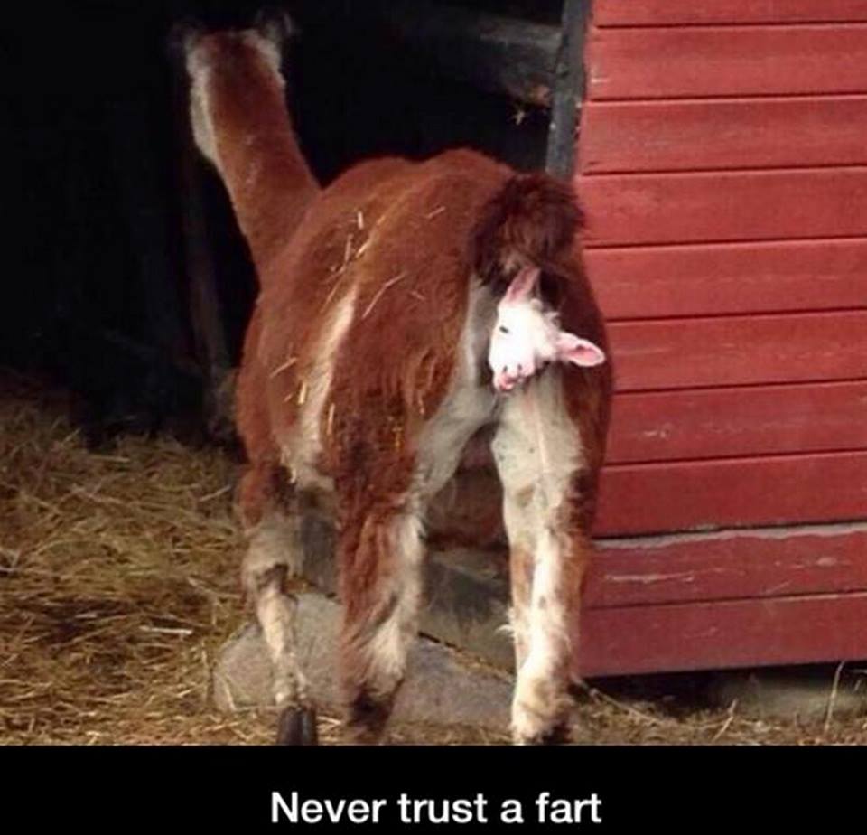 Fart