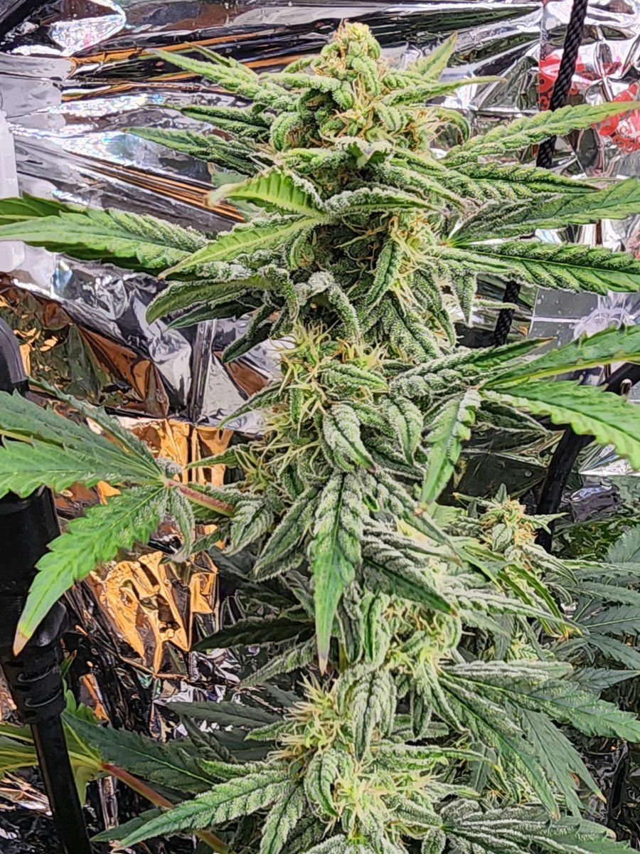 Fast berry auto