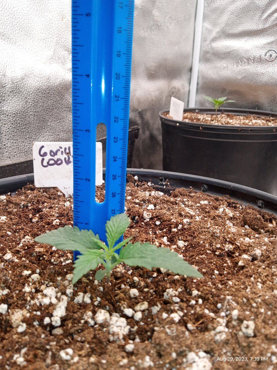 Fast bud gorilla cookie grow 3