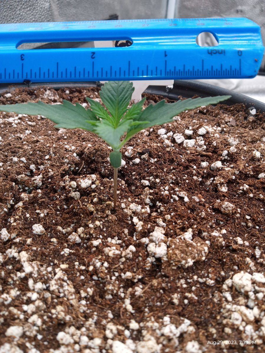 Fast bud gorilla cookie grow 4