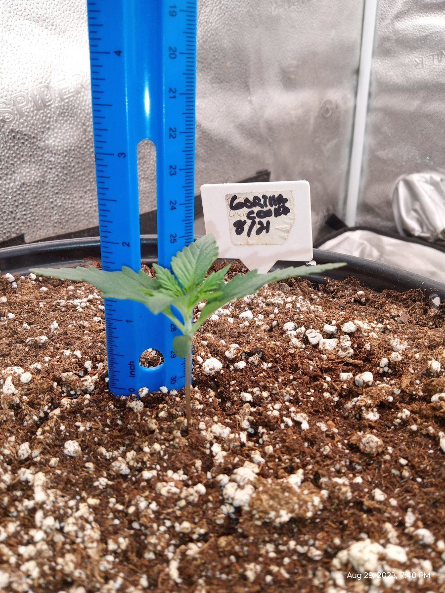 Fast bud gorilla cookie grow 5