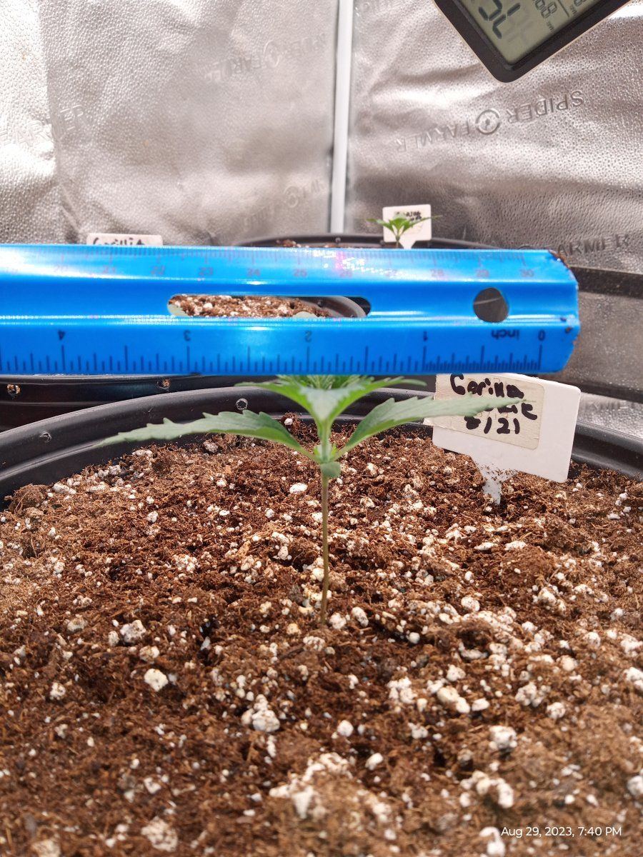 Fast bud gorilla cookie grow 6