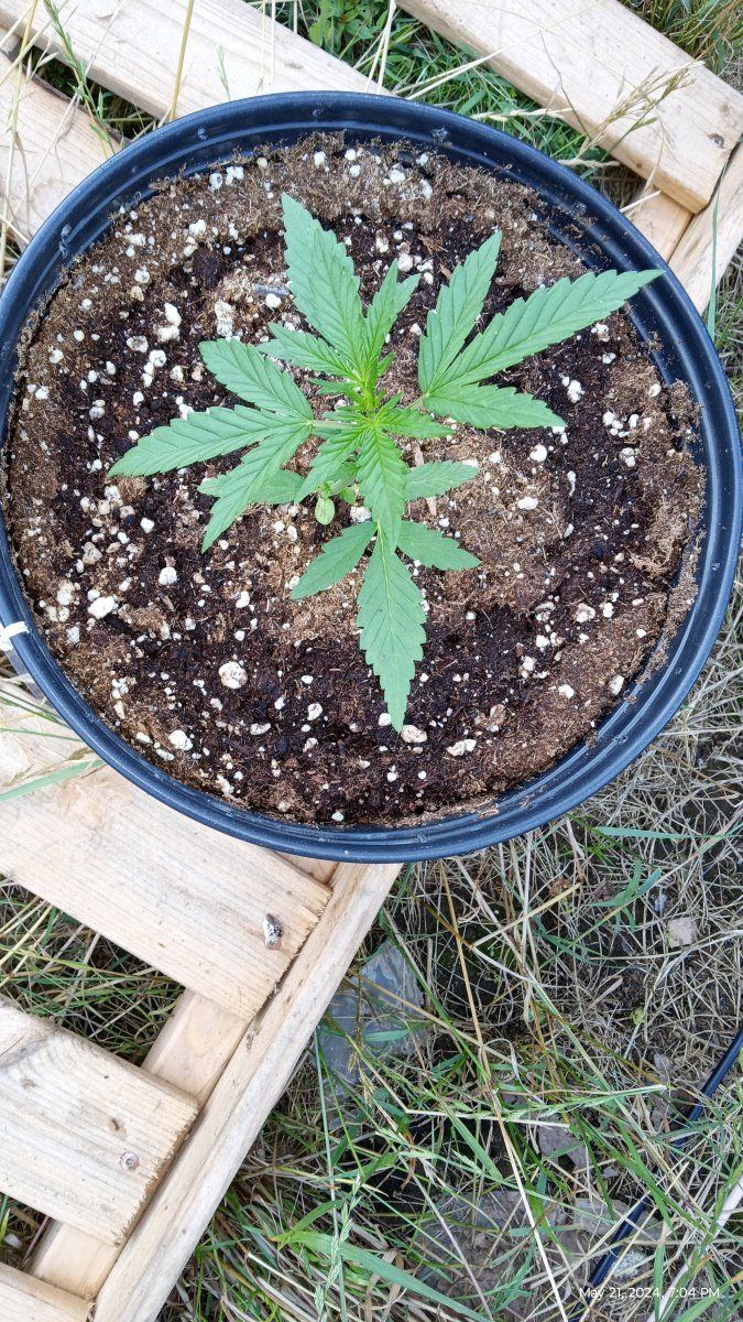 Fast buds gorilla cookie autos outside 4