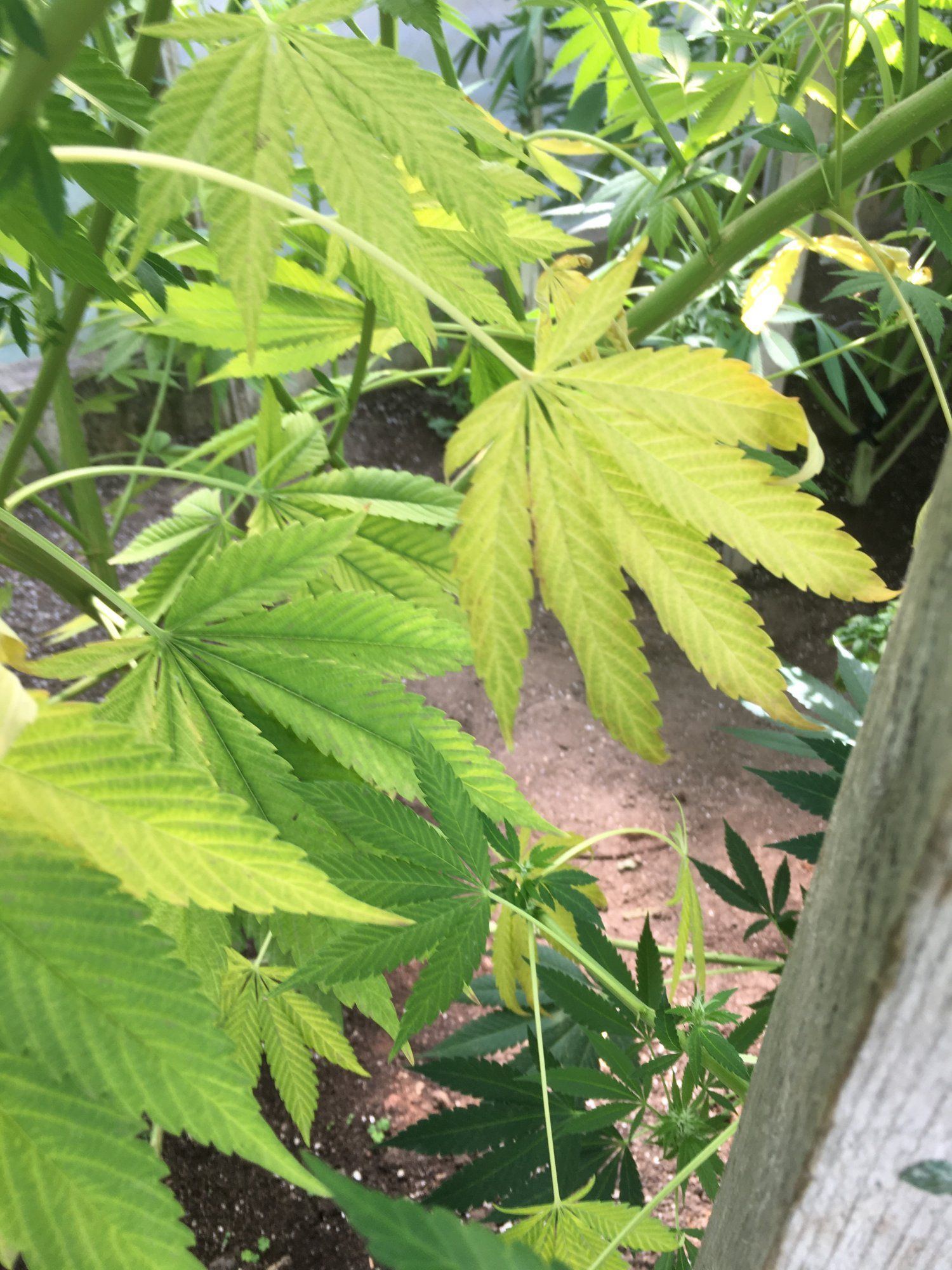 Fast early yellowing and leaves pointing uphelp please 2