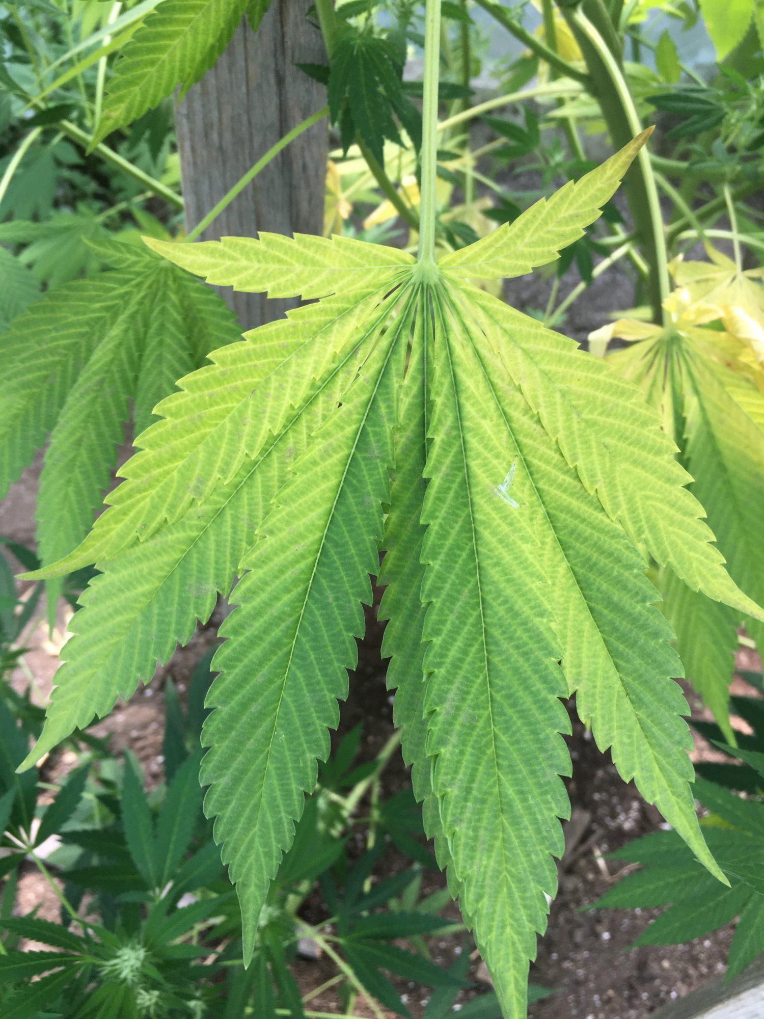 Fast early yellowing and leaves pointing uphelp please 3
