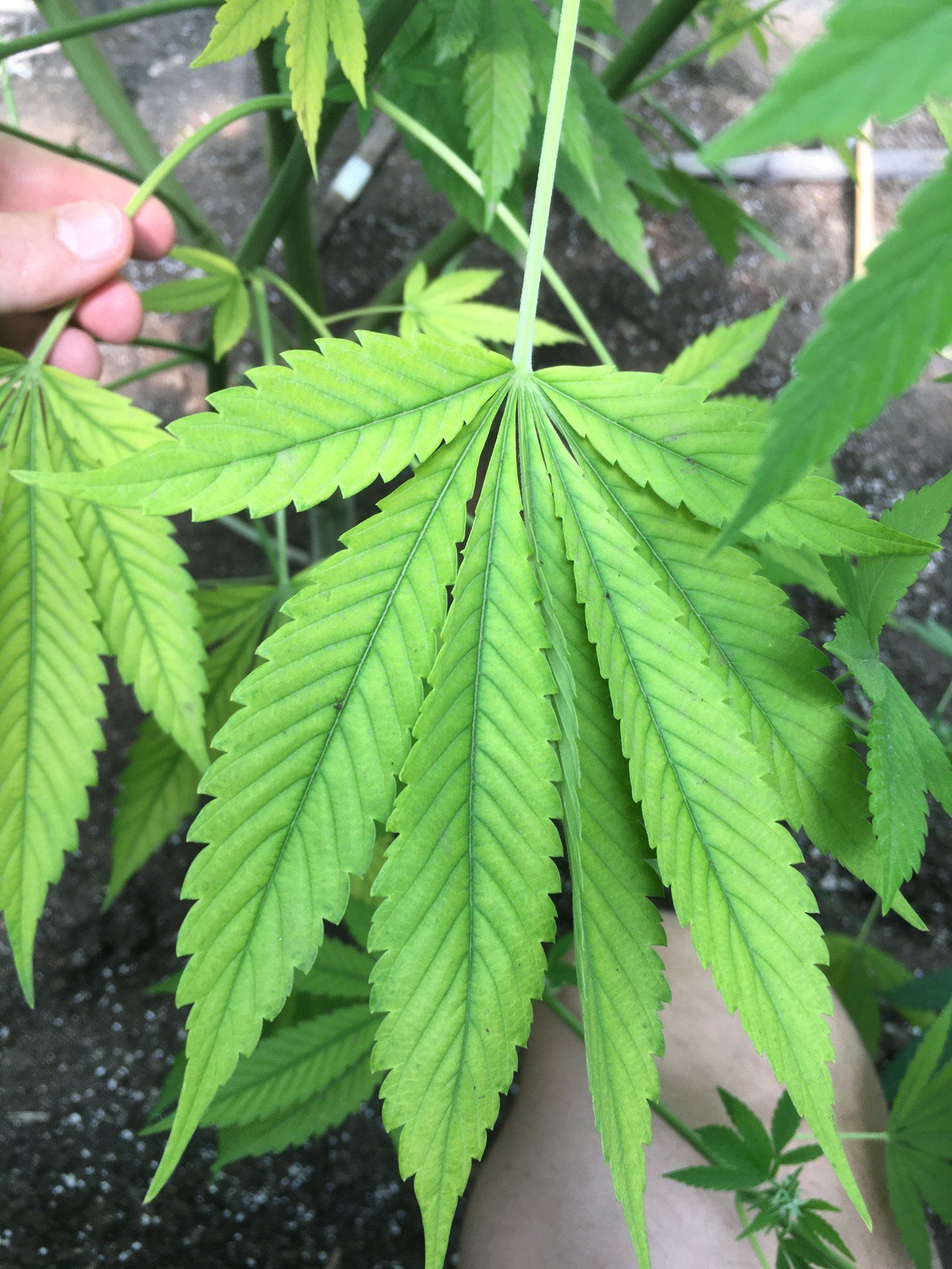 Fast early yellowing and leaves pointing uphelp please 4