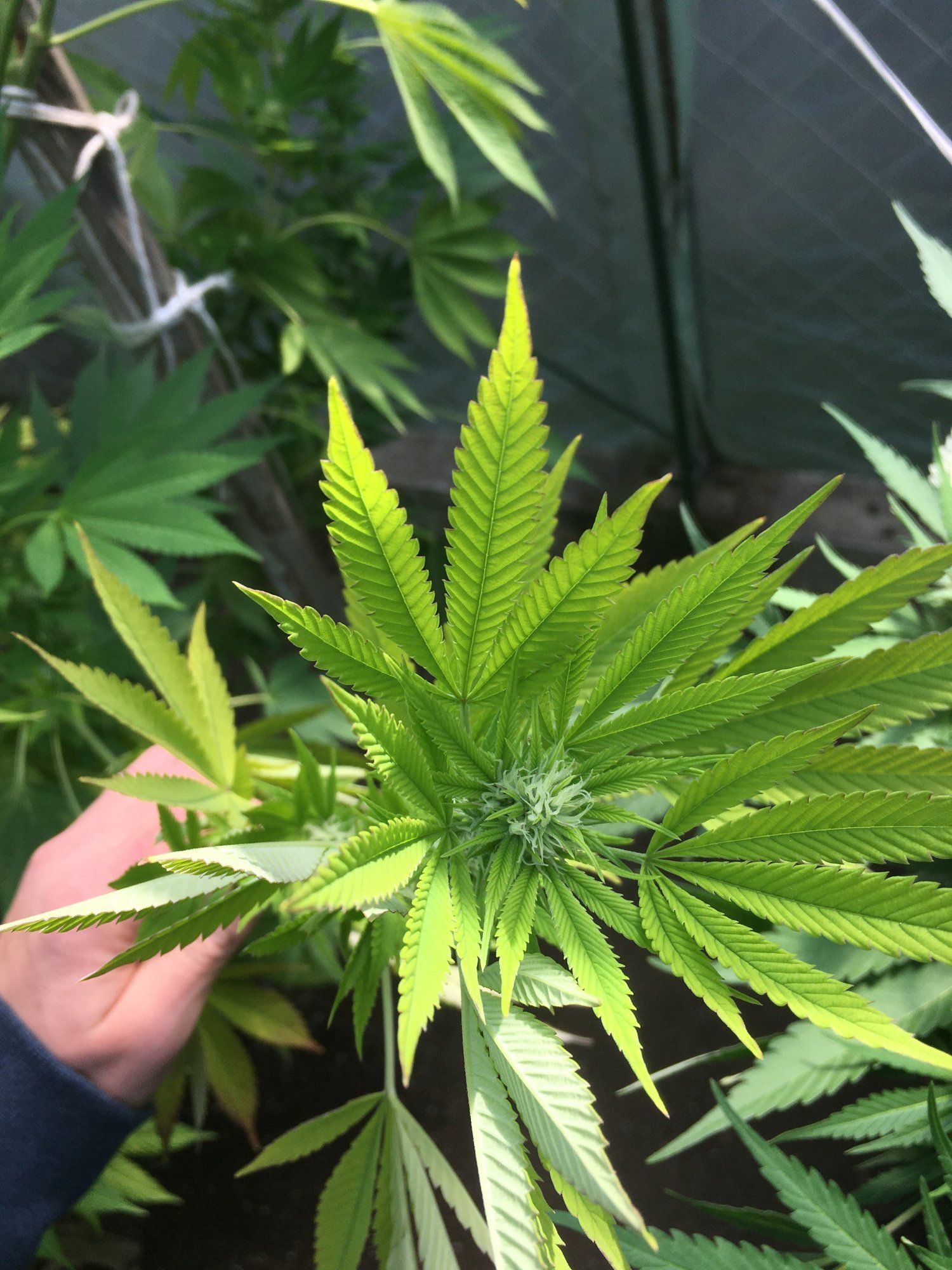 Fast early yellowing and leaves pointing uphelp please 6