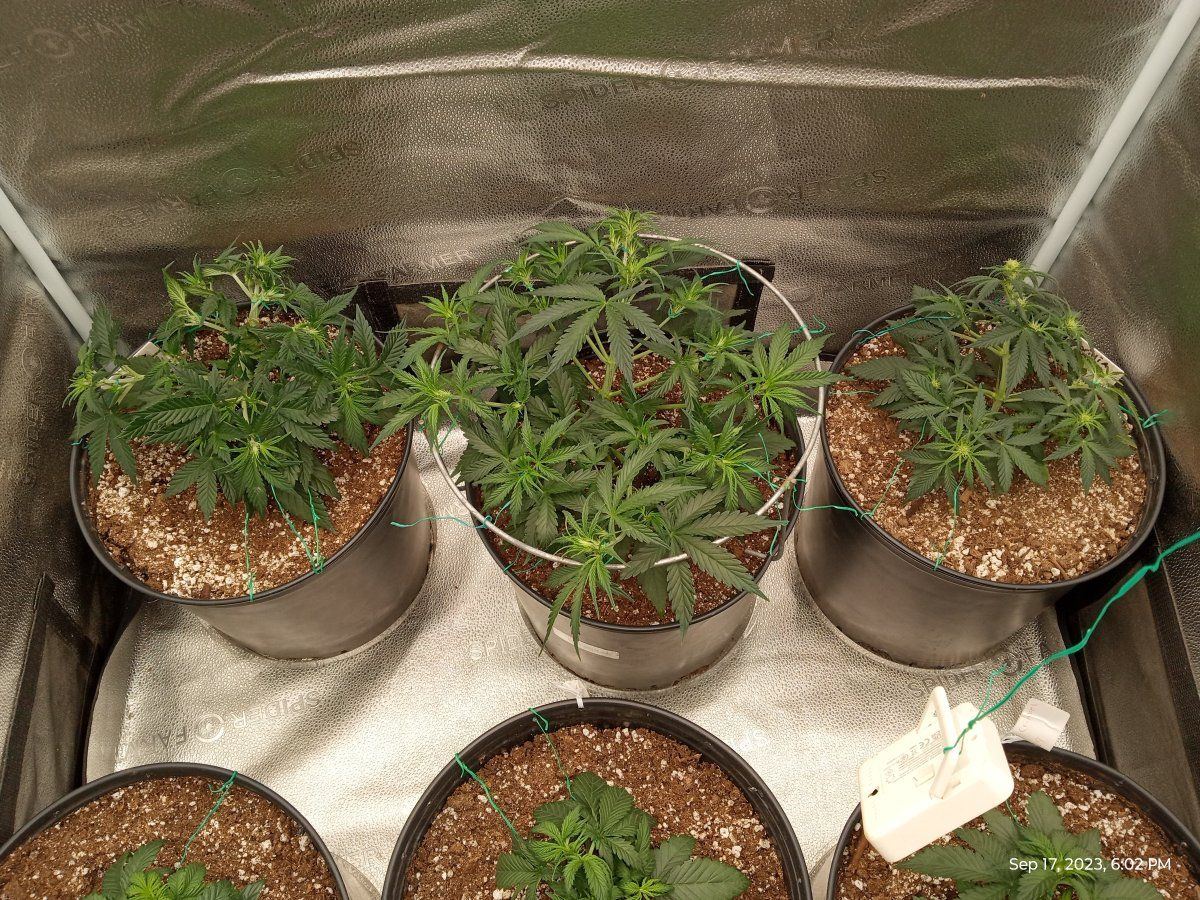 Fastbuds gorilla cookies