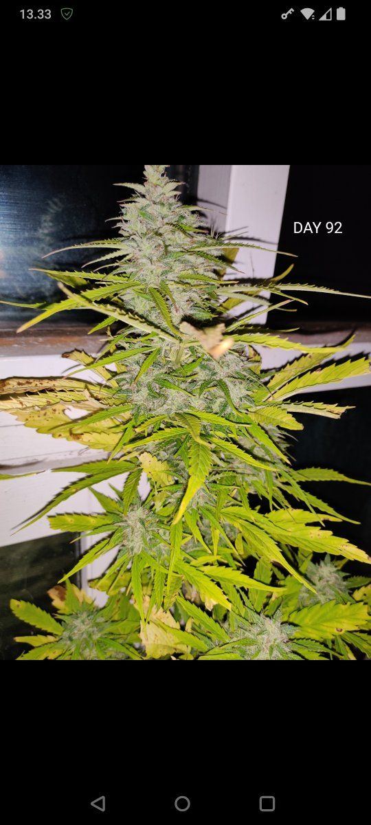 Fat banana auto  time to harvest