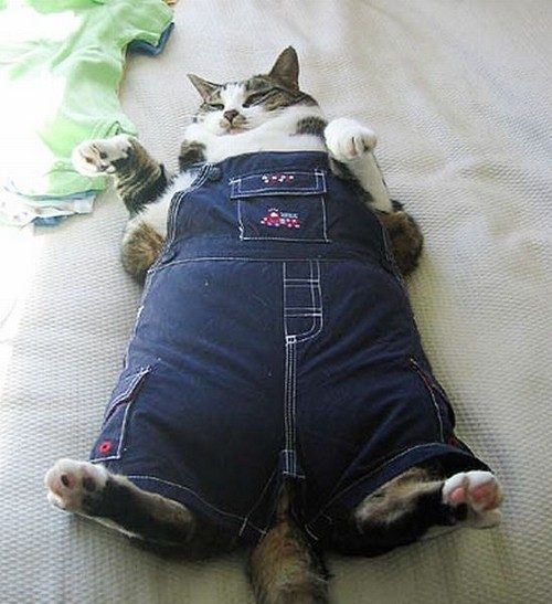 Fat cat overalls