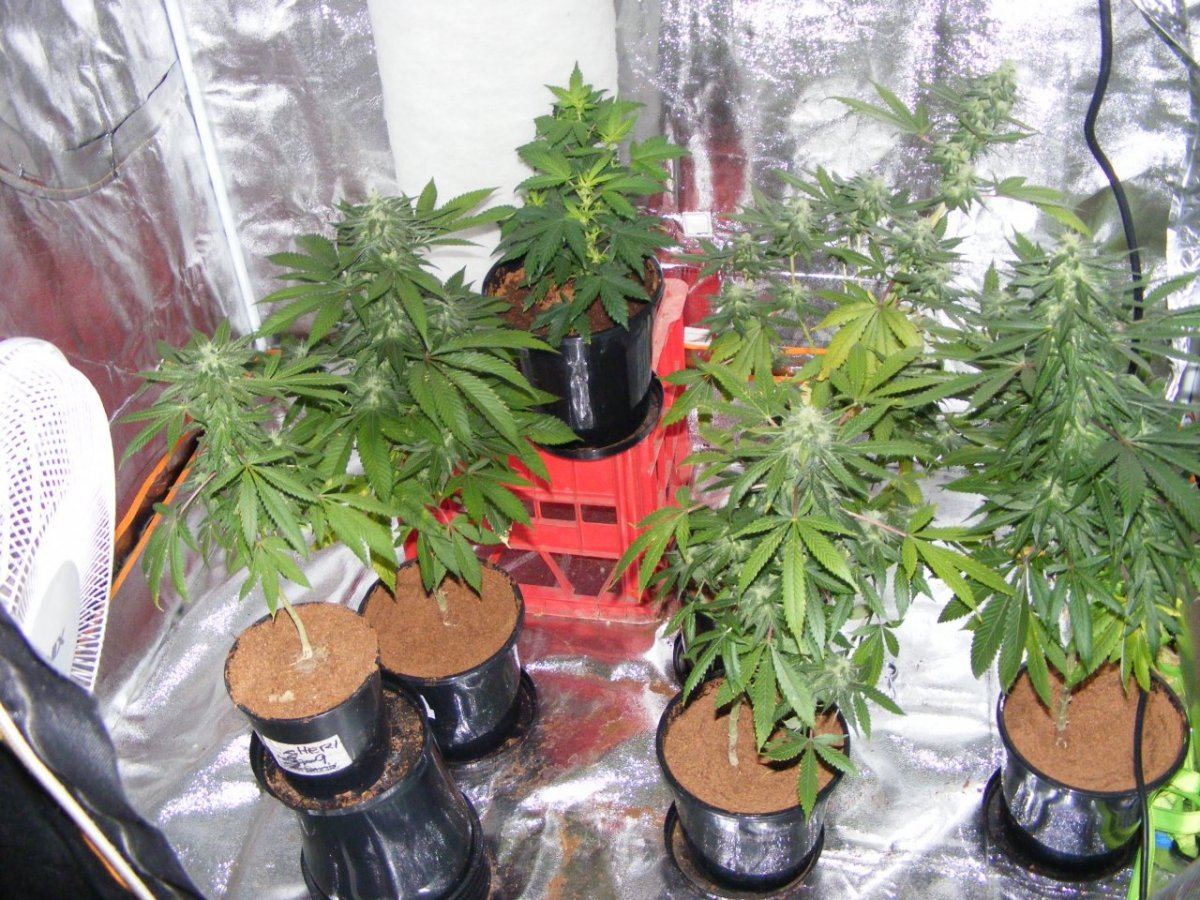 Fat leafs 068