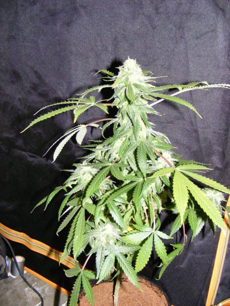 Fat leafs 069