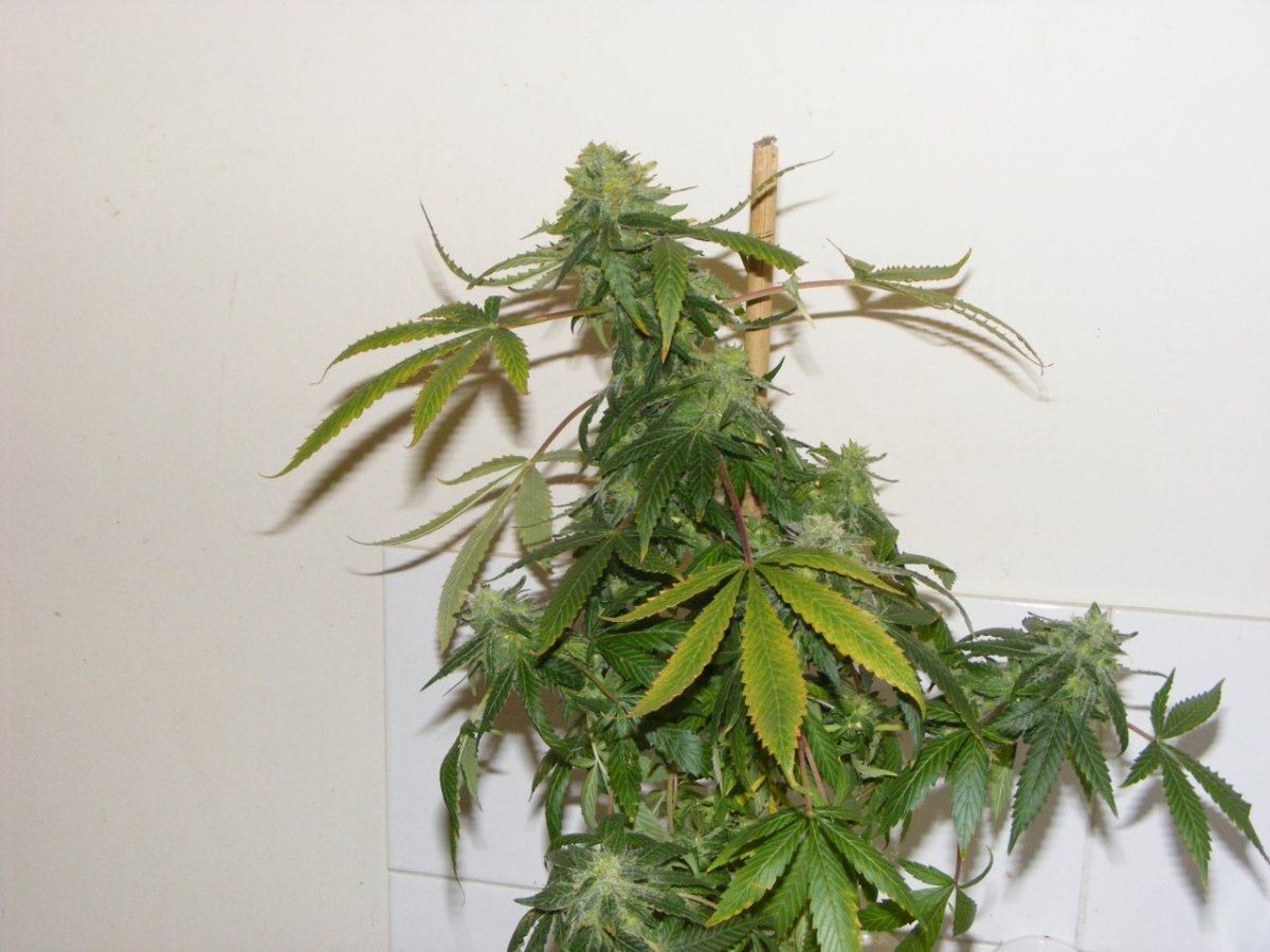 Fat leafs 085