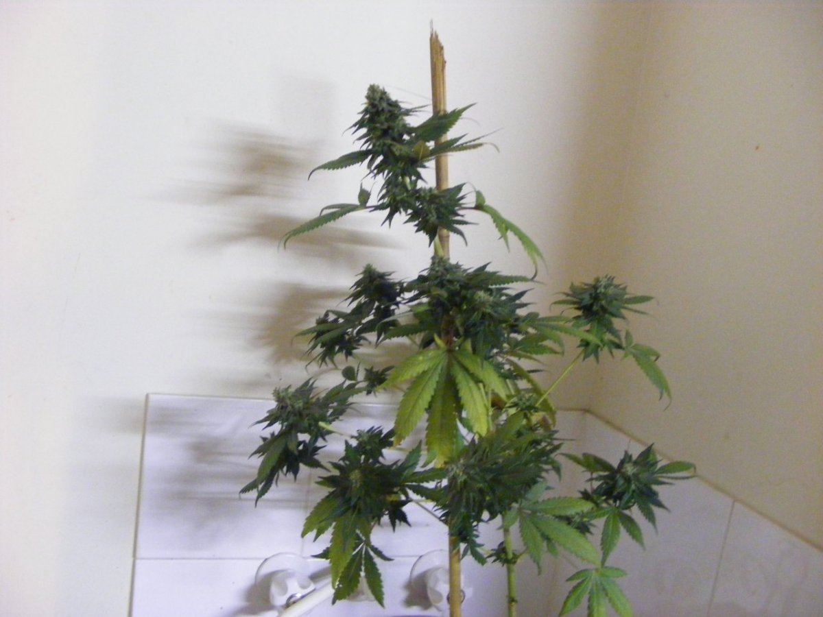 Fat leafs 089