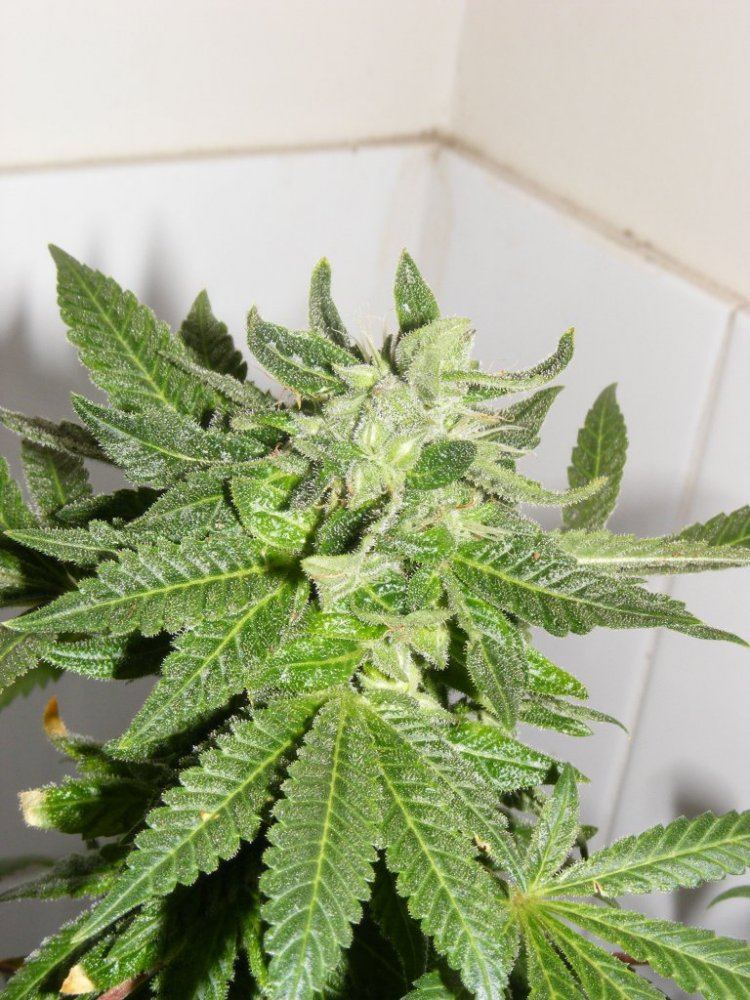 Fat leafs 093
