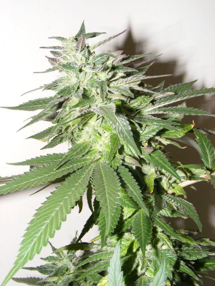 Fat leafs 096