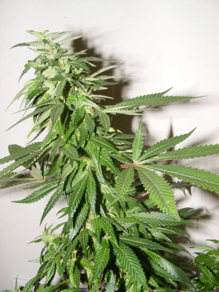 Fat leafs 103